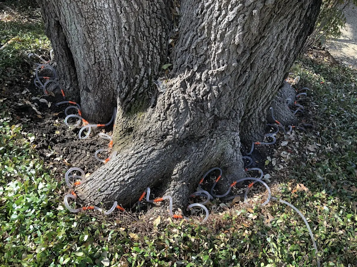 Detailed Tree Cabling and Bracing job site in Warbranch