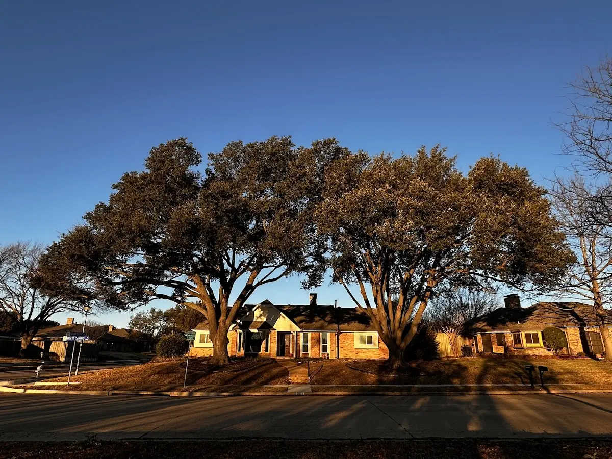 Established residential canopy tree shading a home in Warbranch